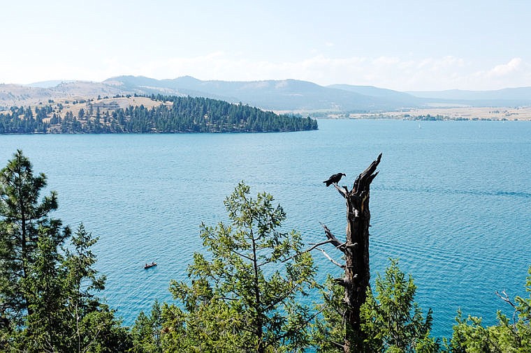 &lt;p&gt;Flathead Lake is seen in the background as a turkey vulture perches atop a tree Saturday afternoon on Wild Horse Island. Aug. 24, 2013 in Kalispell, Montana. (Patrick Cote/Daily Inter Lake)&lt;/p&gt;