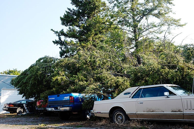 &lt;p&gt;Sunday night's storms caused a large pine tree to fall on several vehicles at a house on Fifth Avenue West in Kalispell.&#160;&lt;/p&gt;