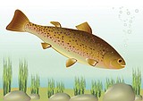 Little fish