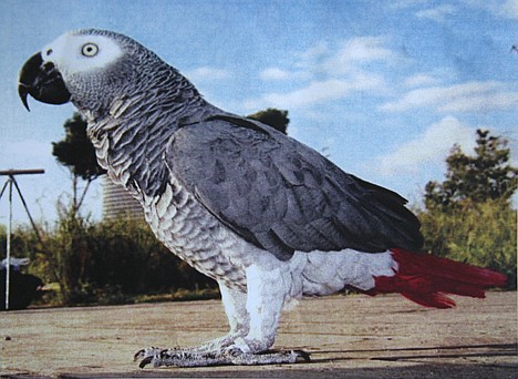 &lt;p&gt;Tuii the African grey parrot has been missing since Aug. 6.&lt;/p&gt;