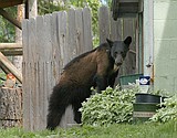 City warns: 'Don't feed the bears'
