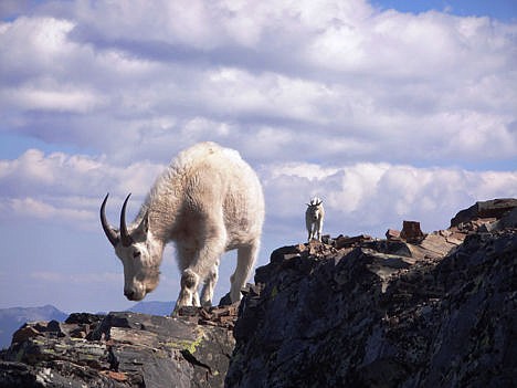 &lt;p&gt;The U.S. Forest Service said visitors have been enticing mountain goats on the Scotchman Peak Trail to come close by offering food or even allowing the goats to eat from their hands, causing goats to become habituated to humans and behave aggressively in an attempt to obtain human foods. In response to the aggressive behavior, USFS officials announced a temporary closure of the trail.&lt;/p&gt;