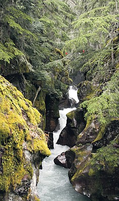<p>Avalanche Creek is one of many scenic streams in the park.</p>