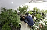 The power of pot