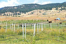 Only in Montana do buffalo and wine grapes sharing the same area at Mission Mountain Winery in Dayton.