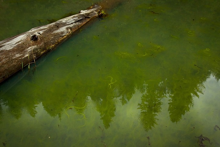 &lt;p&gt;Ponds that were once used for tailings when the Silver Crescent Mine was operational were depleted of all aquatic life and vegetation due to the contamination. The ponds are now teeming with frogs, salamanders and vegetation.&lt;/p&gt;