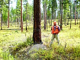 Into the forest: Forest thinning is multi-faceted work