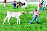 Moo-ving to the Adams County Fair
