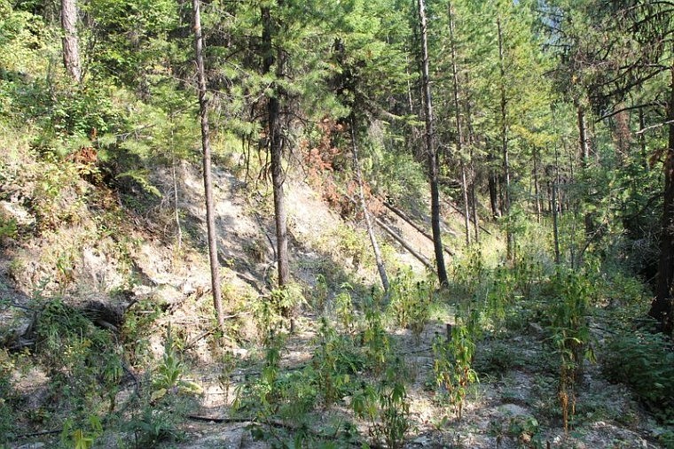 <p>Rows of marijuana were found in the Lolo National Forest near
Superior.</p>