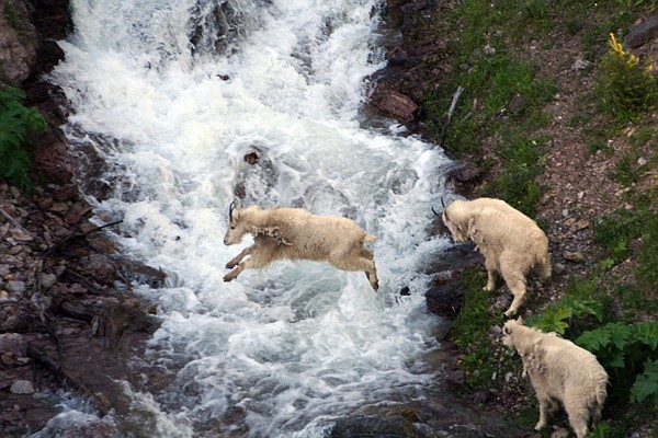 &lt;p&gt;First place in the Animals of the Flathead category went to Sue Haugan of Kalispell, for her photo of three goats crossing a stream north of U.S. 2 at Goat Lick in Glacier National Park.&lt;/p&gt;