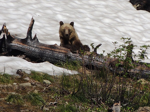 &lt;p&gt;Steve Rains of Whitefish won Second Place in the Animals of the Flathead category for his photograph of a grizzly bear in the Swan Range.&lt;/p&gt;