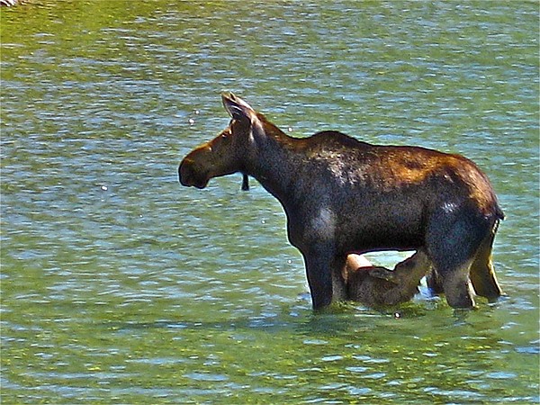 &lt;p&gt;Mary Pat Olsen of Columbia Falls won Third Place in the Animals of the Flathead category for her photograph of a mama moose nursing twins.&lt;/p&gt;