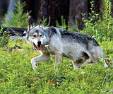 Apgar pack likely behind pet attacks