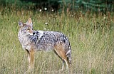 Groups eye lawsuit vs. predator control agency