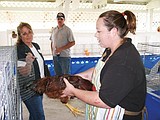 Adams County Fair poultry barn offers youth income