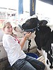 Moses Lake girl forges bond with dairy heifer