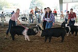 Show ring success requires good attitude, keeping cool