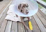 Dog survives bear attack on Lion Mountain