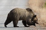 Griz DNA study results released