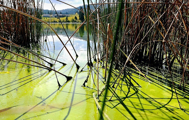A mat of blue-green algae covers the surface at the edge of Middle Foy&#146;s Lake. The algae can produce a toxin that is lethal to animals.