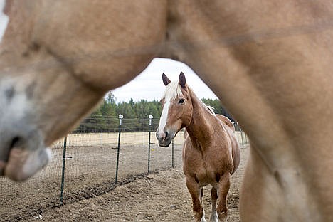 &lt;p&gt;A draft horse stands in a corral on Tuesday at the home of Joy Crupper. Full-grown draft horses such as these weigh up to a ton.&lt;/p&gt;