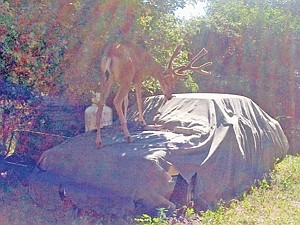 <p>First Montana Bank's Jackson Garrison spotted this buck atop a car last Wednesday, July 3. The vantage point was good for attaining those hard to reach apples.</p>