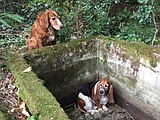 Dog stands guard for a week protecting trapped friend