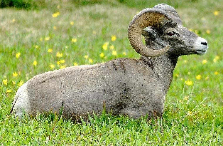 &lt;p&gt;A file photo of a bighorn sheep.&lt;/p&gt;