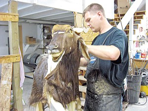 &lt;p&gt;Co-owner Kevin Neidigh prepares an African nyala.&lt;/p&gt;&lt;div&gt;&#160;&lt;/div&gt;