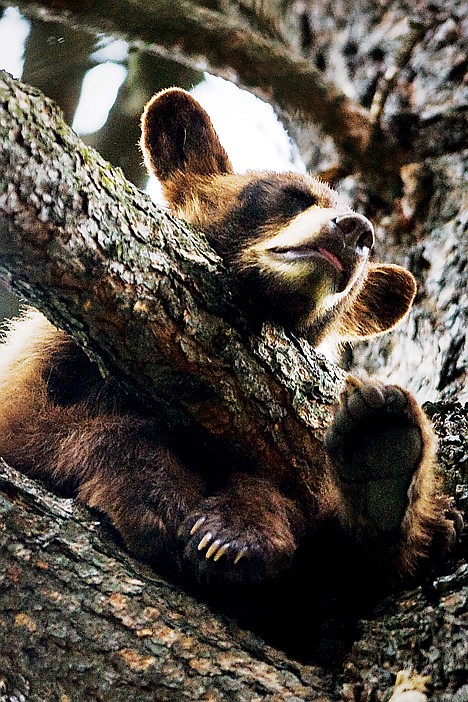 &lt;p&gt;SHAWN GUST/Press file A young black bear sleeps in a tree in a Coeur d'Alene resident's yard.&lt;/p&gt;