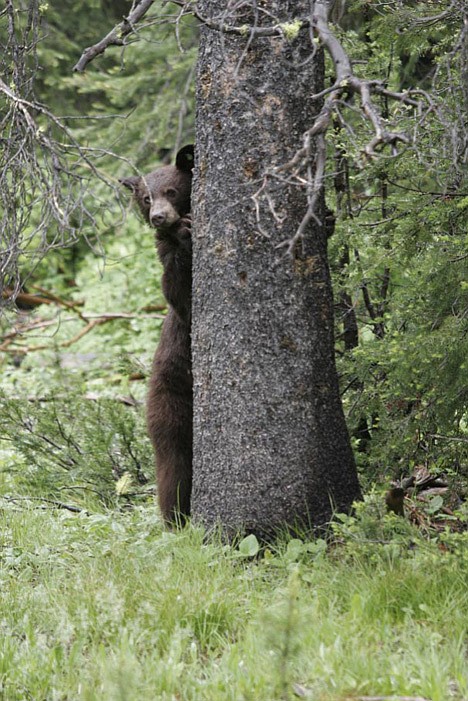 This fall, be 'bear aware'