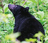St. Mary Campground closed temporarily due to bears