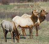 Elk and deer forecasts are a mixed bag