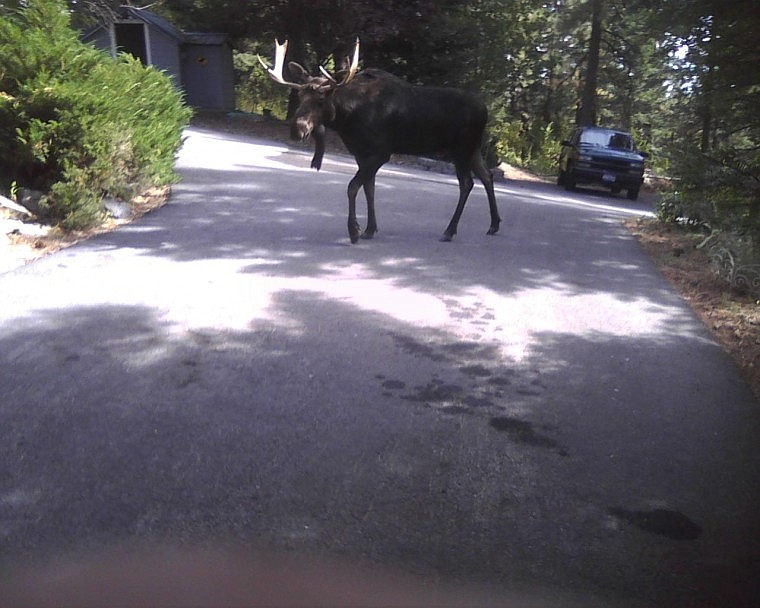 &lt;p&gt;&lt;span style=&quot;font-family: Arial; font-size: x-small;&quot;&gt;Writes
Eric Wiksten of Coeur d'Alene just a few minutes ago: &quot;He has been
hanging around for a couple days now, but today he has been coming
right up to our front deck looking in.&#160; He has also been making
constant, almost moo-ing like sounds.&quot;&lt;/span&gt;&lt;/p&gt;