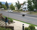 Bears frequenting city limits