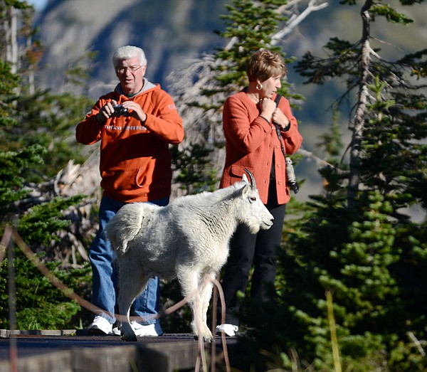 &lt;p&gt;Visitors to Glacier National Park were were surprised to see a mountain goat cross their path near Logan Pass on Thursday, September 13.&lt;/p&gt;