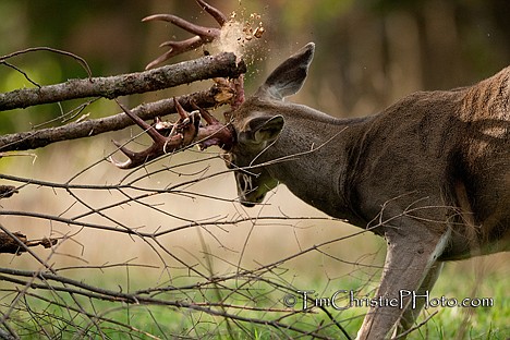 &lt;p&gt;10pt Whitetail Buck stripping velvet from antlers on brush pile&lt;/p&gt;