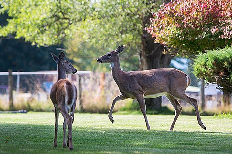 &lt;p&gt;A mother doe and her fawn walk through a front yard in Dalton Gardens on Monday morning near the area where four does were found dead within the past two weeks.&lt;/p&gt;