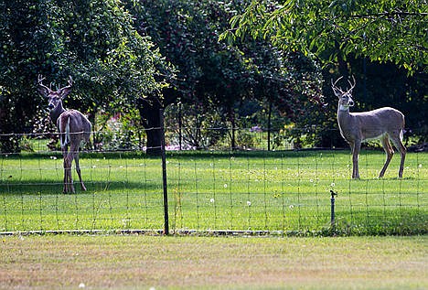 &lt;p&gt;Two bucks graze in a backyard in Dalton Gardens on Monday morning. Four does have been found dead in Dalton Gardens within the past two weeks.&lt;/p&gt;