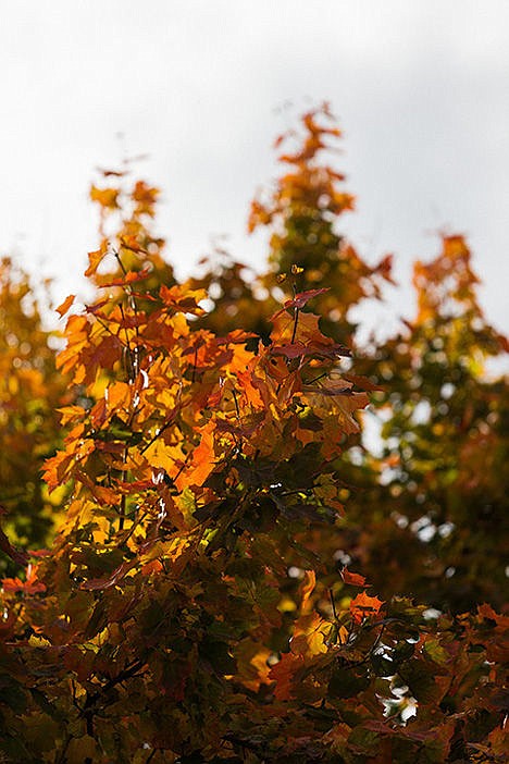 &lt;p&gt;The fiery red and orange leaves of a maple tree reach toward a hazy fall sky in Coeur d&#146;Alene.&lt;/p&gt;