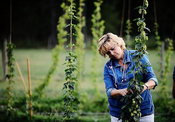 &lt;p&gt;Pat McGlynn, Montana State University agriculture extension agent for Flathead County, helps with the hops harvest on Tuesday at Tom Britz&#146;s ranch southwest of Whitefish. A five-year hops variety trial is underway at the ranch to evaluate the feasibility of commercial hops production in Western Montana. The question, McGlynn said, is not if hops can be grown here, but whether varieties area brewers want can be grown locally.&lt;/p&gt;