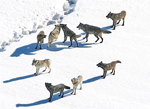 <p>This March, 2007 photo provided by National Park Service photographer Doug Smith shows a Gibbon wolf pack standing on snow in Yellowstone National Park, Wyo. Restrictions on gray wolf harvests around Yellowstone are under consideration as the state prepares to kick off its inaugural wolf trapping season on Dec. 15, 2012. Conservation groups want limits on trapping after several wolves collared by park scientists for research were shot by Montana hunters in recent weeks. (AP Photo/National Park Service, Doug Smith)</p>