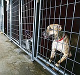 Moses Lake considers banning pit bulls