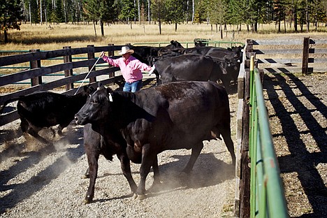 &lt;p&gt;Abel Jimenez&Ecirc;scares off a group of cattle as he tries to separate cows and heifers for auction Friday at the Rocking R Ranch in Hayden. The ranch hosted a production sale with five other ranches that attracted 60 buyers from across the country.&lt;/p&gt;