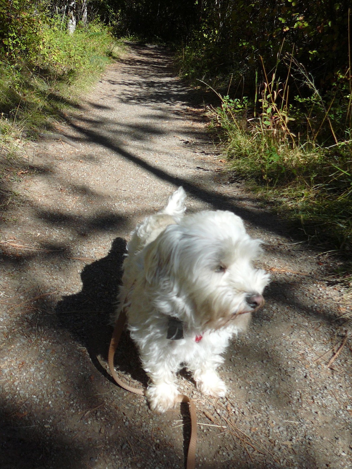 <p>Journey catches up with his surroundings on the wide Grey Trail recently at the English Point trail system northeast of Coeur dAlene.</p>