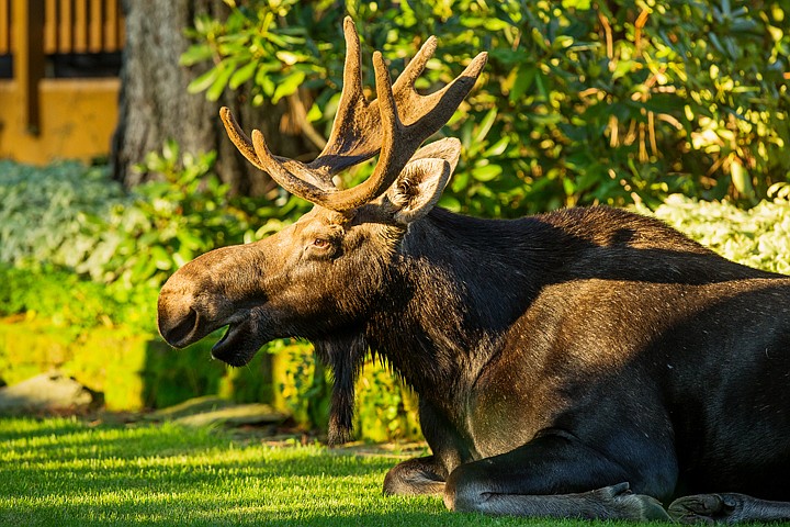 &lt;p&gt;SHAWN GUST/Press A moose lays in the evening sun in the front yard of a Hayden home on Diamond Drive.&lt;/p&gt;