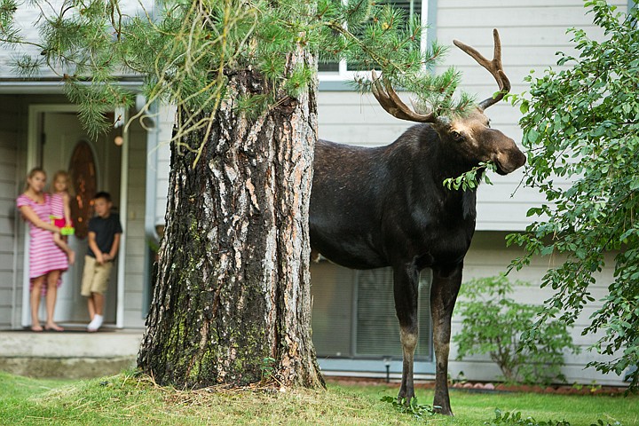&lt;p&gt;SHAWN GUST/Press A bull moose, with antlers still in velvet, munches on leaves in the front yard Wednesday as resident Ashlee Barnett watches from her doorway with her son Wyatt, 10, and daughter Camryn, 3. According to neighbors, the moose has been seen in the Emerald Estates neighborhood in Hayden for the past week.&lt;/p&gt;