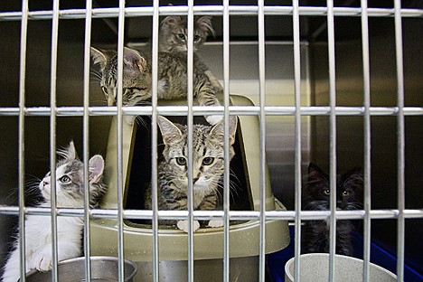 &lt;p&gt;Kittens held in the quarantine area of the Kootenai Human Society lounge in their holding area Monday. About 60 cats are currently at the Hayden shelter awaiting adoption.&lt;/p&gt;