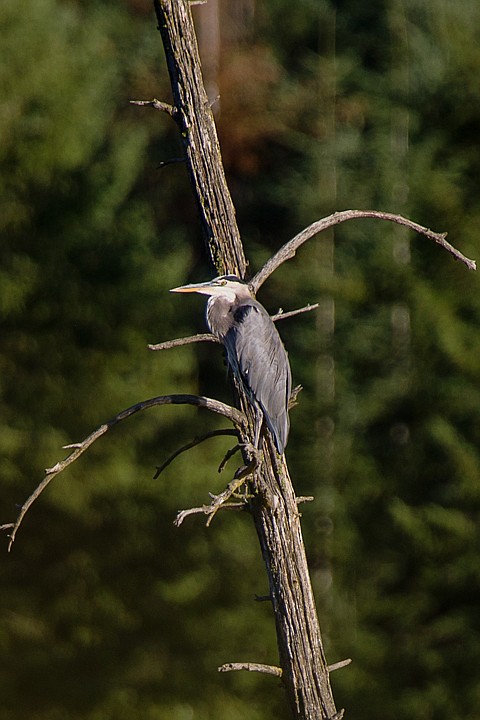 &lt;p&gt;SHAWN GUST/Press A great blue heron roosts in a snag Monday at Lake Coeur d'Alene's Wolf Lodge Bay.&lt;/p&gt;