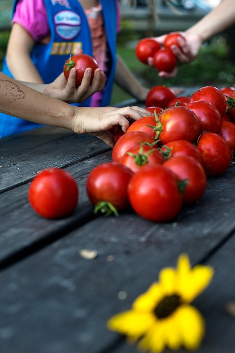 &lt;p&gt;GABE GREEN/Press A Daisy Scout reaches for a home-grown tomato to take to be weighed Wednesday at the Shared Harvest community garden on Foster Avenue in Coeur d'Alene. Troop 3062 donated a total of 25 and a half pounds of produce to the garden which will be distributed to local food banks and soup kitchens.&lt;/p&gt;